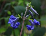 Clematis heracleifolia