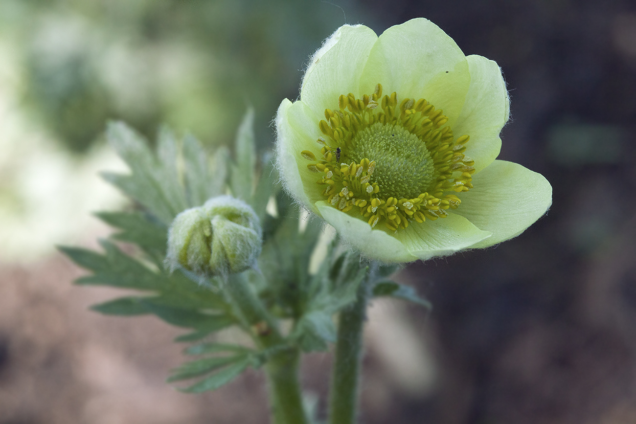 Изображение особи Anemone multifida.