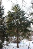 Juniperus chinensis. Взрослое растение. Санкт-Петербург, Петроградский р-н, Ботанический сад им. Петра Великого, в культуре. 16.01.2021.