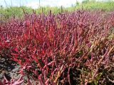 Salicornia perennans