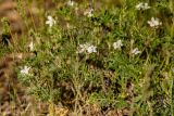 Erodium stevenii