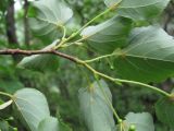 Tilia cordata