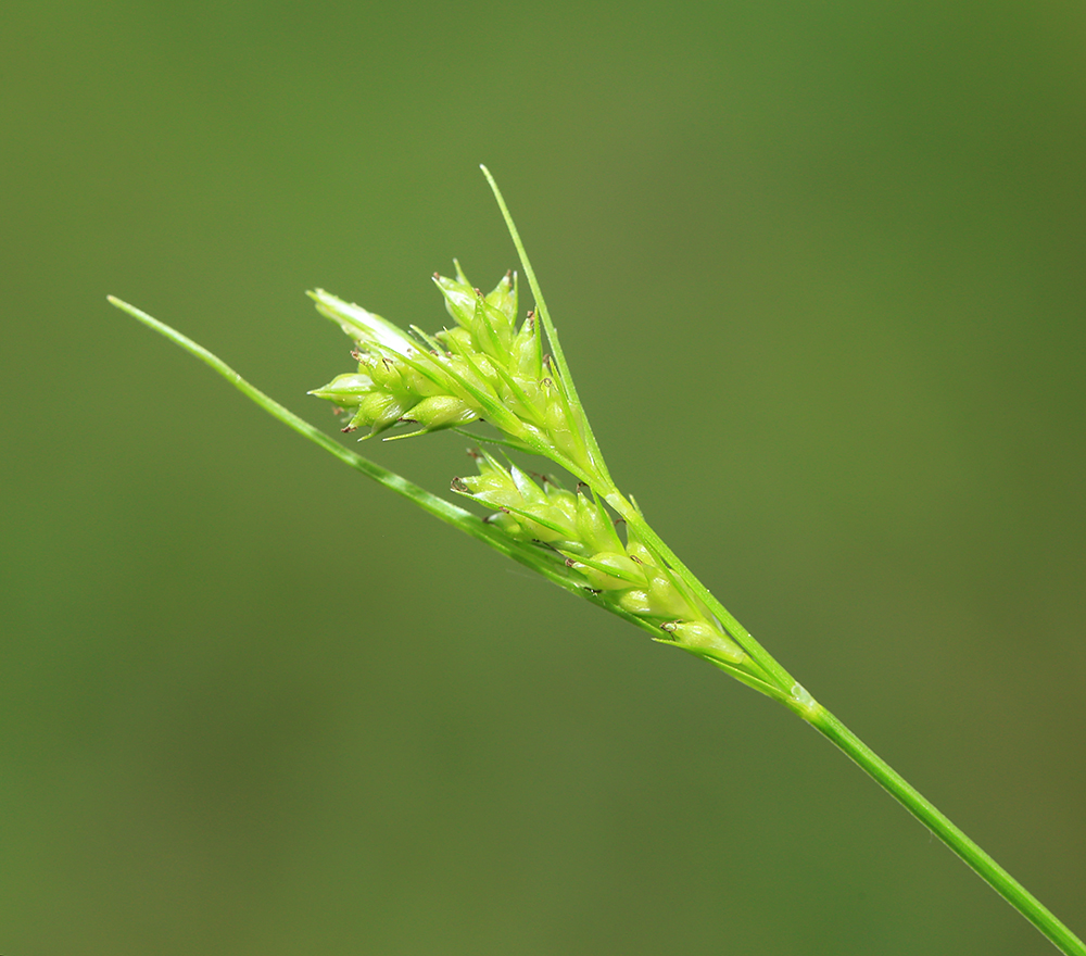 Изображение особи Carex leucochlora.