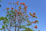 Delonix regia