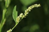 Persicaria scabra. Верхушка побега с соцветиями. Санкт-Петербург, Кировский р-н, рекультивированный газон внутри жилого квартала. 12.08.2023.