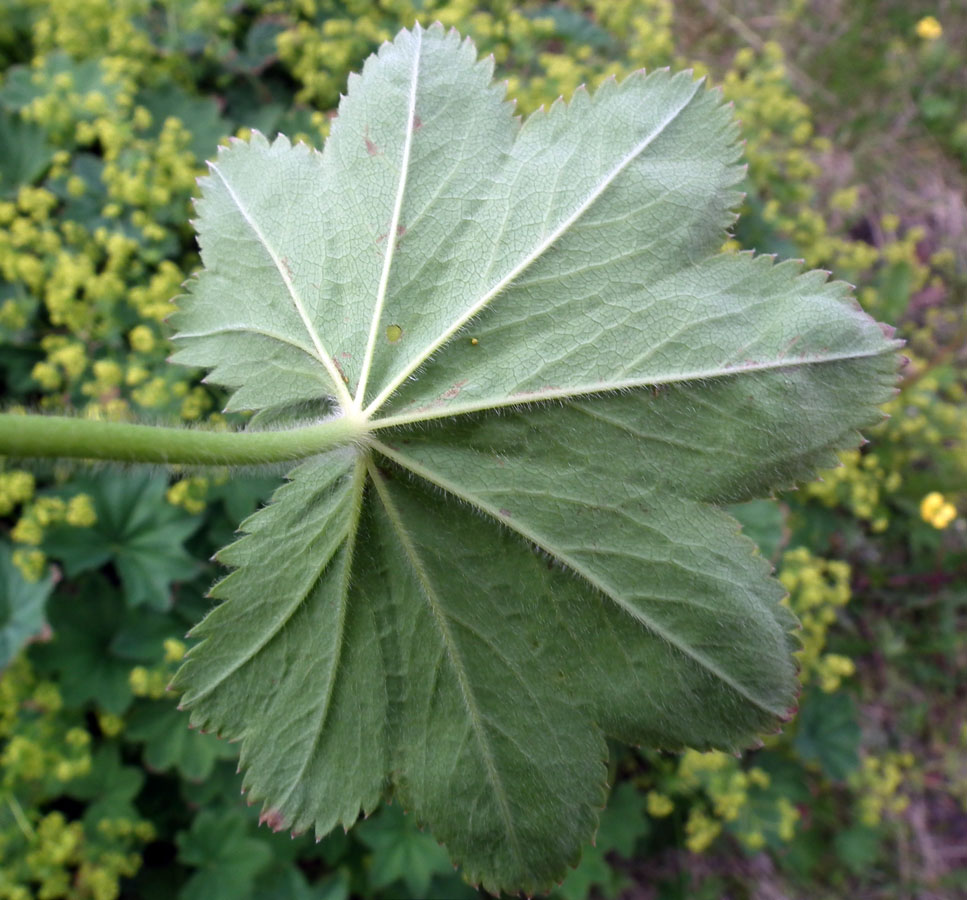 Изображение особи Alchemilla monticola.