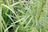 Senecio erucifolius