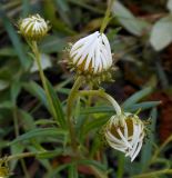 Leucanthemella linearis. Нераспустившиеся соцветия-корзинки. Приморский край, Партизанский р-н, п-ов Трудный, падь Елизарова, травяное болото. 07.09.2012.