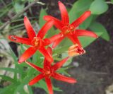 Lilium buschianum