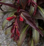 Lobelia cardinalis