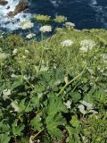 Heracleum sphondylium подвид pyrenaicum. Цветущее и плодоносящее растение на приморском лугу на скале. Испания, Страна Басков, Бискайя, муниципалитет Бермео (Bermeo), о-в Гастелугаче (Gaztelugatxe). 13.06.2012.