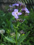 Hesperis pycnotricha