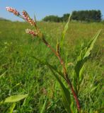 род Persicaria. Верхушка цветущего растения. Татарстан, Бавлинский р-н, берег реки. 16.07.2013.