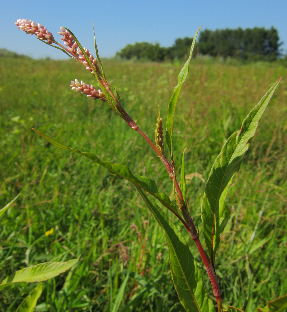 Изображение особи род Persicaria.