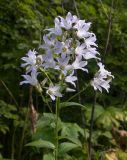 Gadellia lactiflora