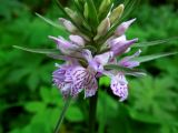 Dactylorhiza fuchsii. Нижняя часть соцветия. Московская обл., Сергиево-Посадский р-н, окрестности с. Абрамцево, обочина дороги у кромки широколиственного леса. 08.06.2014.