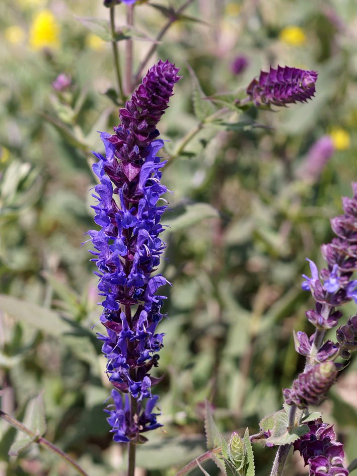 Изображение особи Salvia deserta.