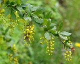 Berberis vulgaris. Ветка с распускающимися соцветиями. Ленинградская обл., г. Волхов, левый берег р. Волхов, парк Ильинка. 26.05.2013.