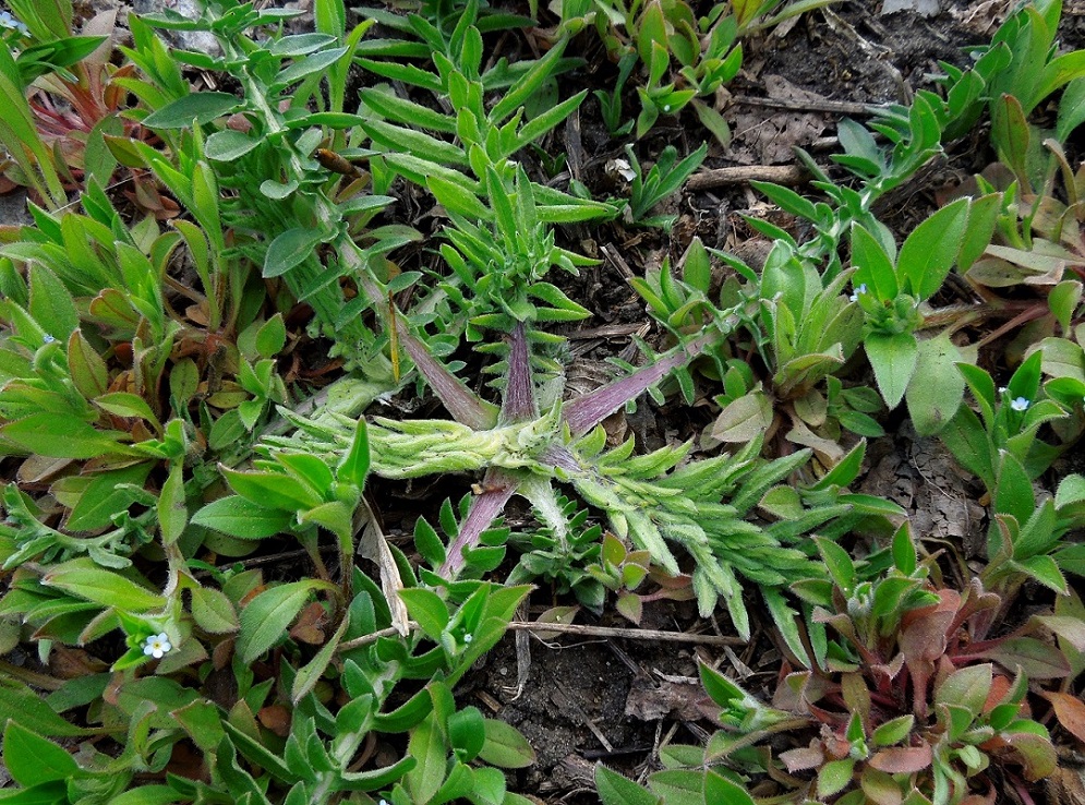 Изображение особи Centaurea scabiosa.