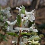 Corydalis caucasica