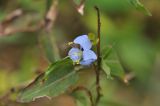 Commelina diffusa. Цветок. Китай, Гуанси-Чжуанский автономный р-н, окр. дер. Мингши, берег канала. 6 марта 2016 г.