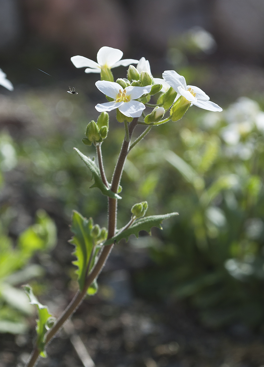 Изображение особи Arabis caucasica.