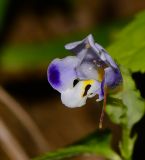 Torenia violacea