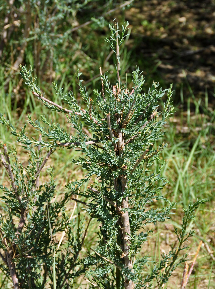 Изображение особи Myricaria longifolia.
