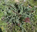 Astragalus monspessulanus