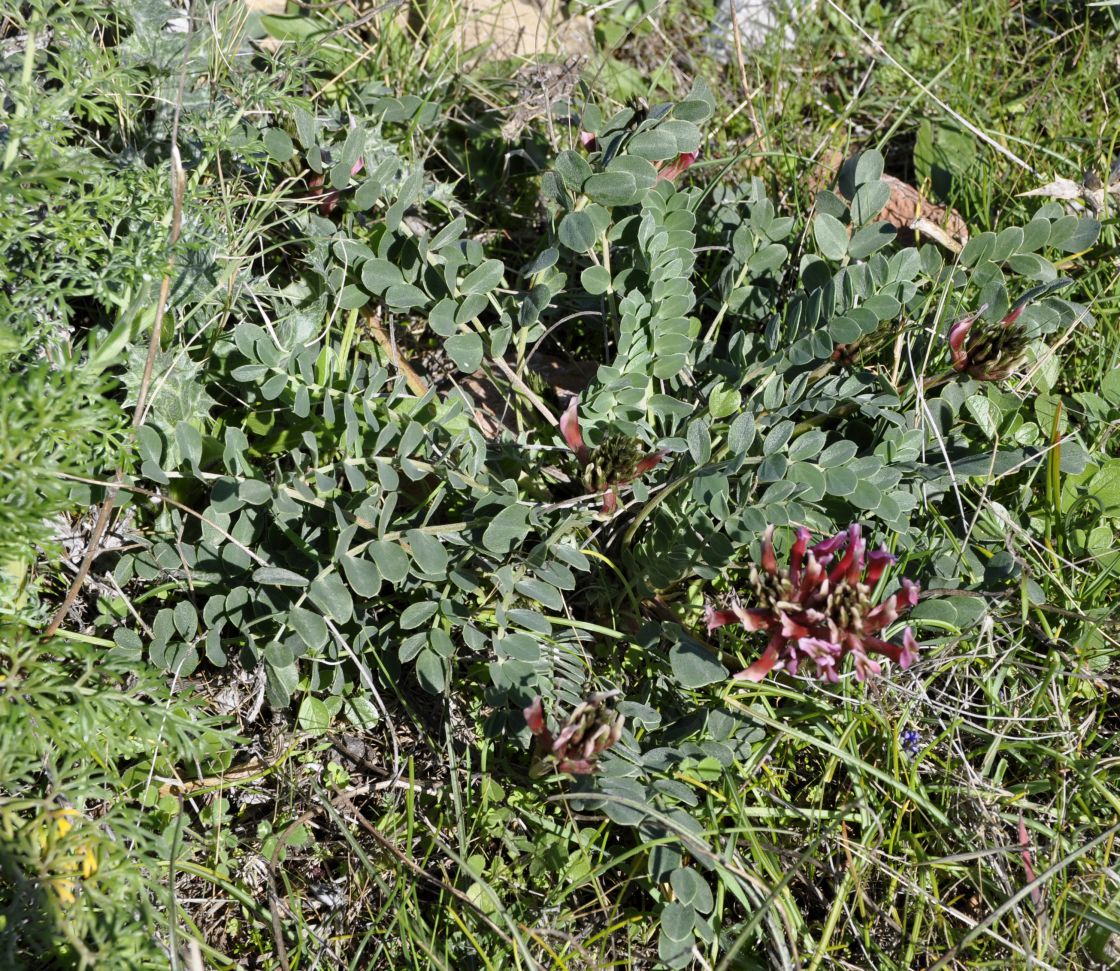 Изображение особи Astragalus monspessulanus.