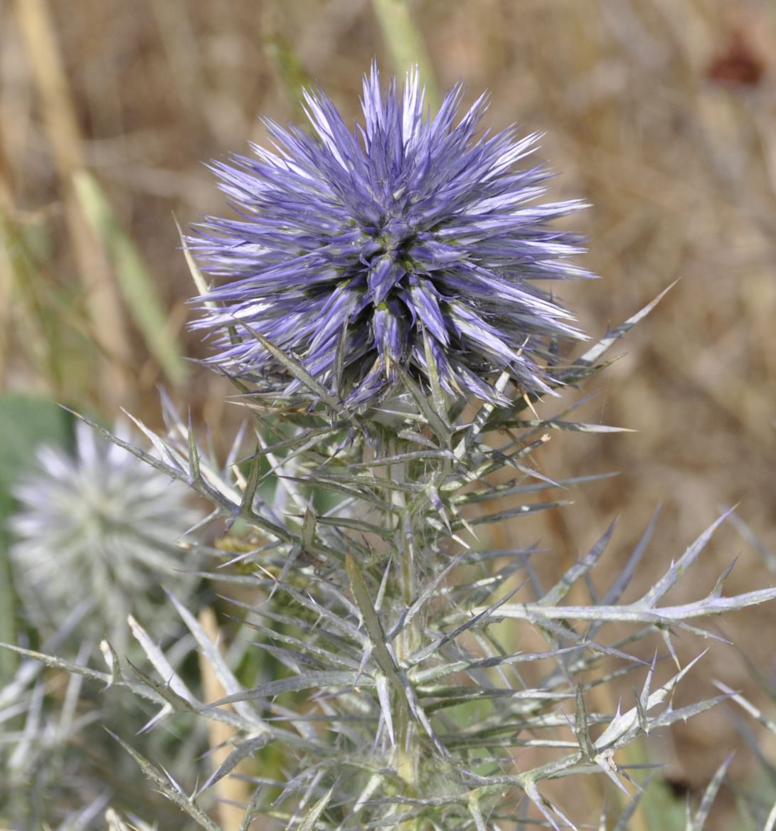 Image of Echinops graecus specimen.