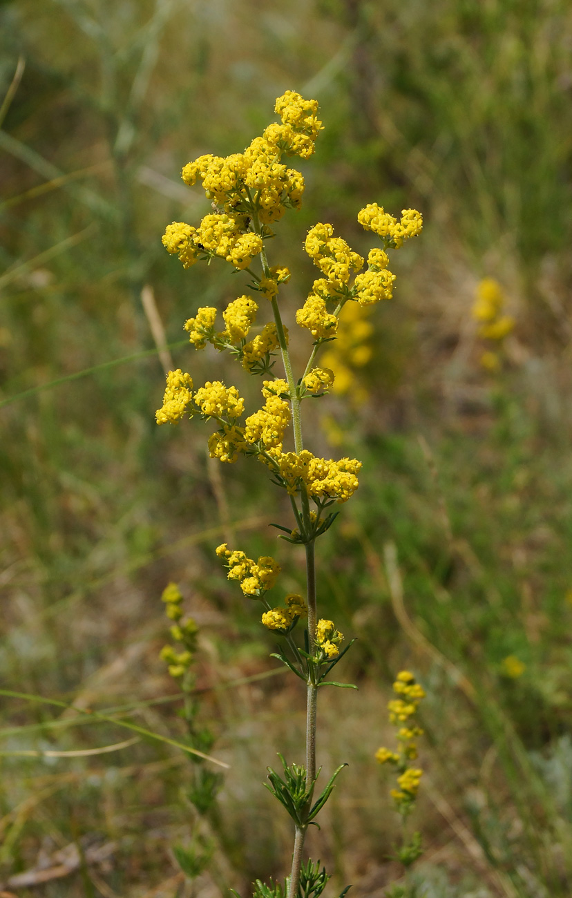 Изображение особи Galium verum.