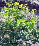 Cotinus coggygria