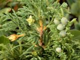 Juniperus pseudosabina