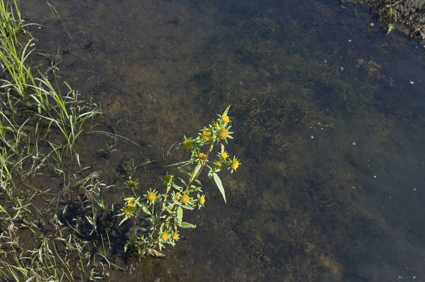 Изображение особи Bidens radiata.