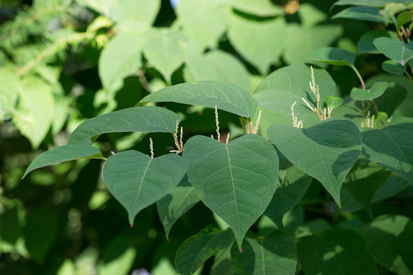 Изображение особи Reynoutria japonica.