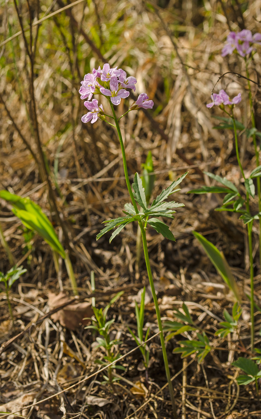 Изображение особи Cardamine trifida.