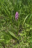 Dactylorhiza baltica