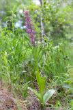 Orchis militaris. Отцветающее растение. Ленинградская обл., Волосовский р-н, окр. дер. Донцо, берег озера, разнотравно-злаковая луговина в молодом мелколиственном лесу. 16.06.2019.