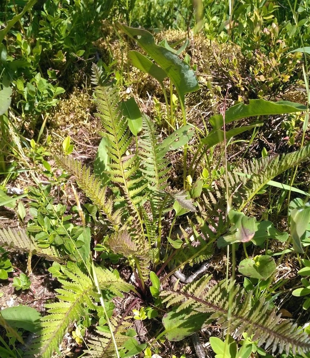 Изображение особи Pedicularis incarnata.