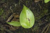 Platanthera metabifolia. Молодые растения. Сахалинская обл., Томаринский р-н, окр. г. Томари, нижняя часть склона сопки, под пологом пихтово-березового леса. 30.07.2017.