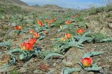 Tulipa alberti