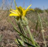 Scorzonera laciniata