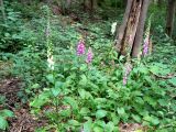 Digitalis purpurea. Цветущие растения. Санкт-Петербург, Курортный р-н, окр. г. Зеленогорск, на лесной поляне, самосев из культуры. 29.06.2020.