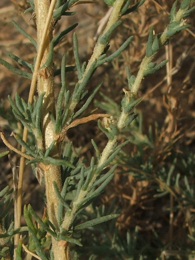 Изображение особи Salsola laricina.