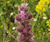 Ajuga orientalis