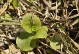 Chrysosplenium pilosum