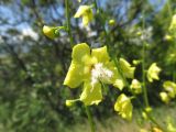 Verbascum pseudonobile