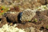 Racomitrium lanuginosum. Вегетирующее растение. Мурманская обл., Кольский р-н, к зап. от шоссе Р-21 «Кола» в 1.6 км к сев. от поворота на г. Заозёрск, лишайниково-кустарничковая тундра. 02.08.2022.