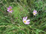 Cosmos bipinnatus